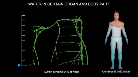 Percentage of water in human lymphatic system 3d illustration