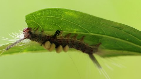 hairy Worm eating green leaf. beautiful hairy worm. caterpillar in a green leaf 