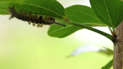 hairy Worm eating green leaf. beautiful hairy worm. caterpillar in a green leaf 