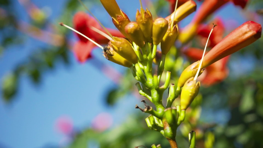 Bright orange-pink flowers in form of tube of organic bush. Bee climbs on ovary of flower and looks for anther to carry out pollination process. Study of natural pollination processes in biology