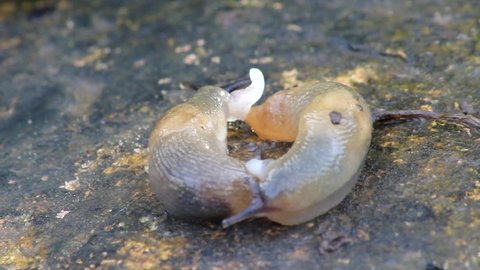 Two slugs are spinning during the marriage ceremony.