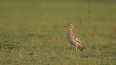 The Indian stone curlew or Indian thick-knee