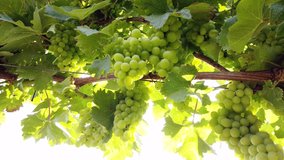 Italy , Broni and Pavia , Oltrepo pavese, Pianura padana - white grapes for making wine - harvest and light reflection 