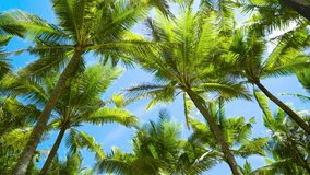 Nature video Up-view palm tree animated with wind in nature. Palm tree and blue sky background. Nature Palm tree and sky background.