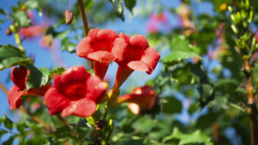 Green fresh flowering bush. Bright orange-pink flowers in form of tube of decorative organic bush on background of sky. Bee pollinates stamen and flies out of flower. Yard design with plants