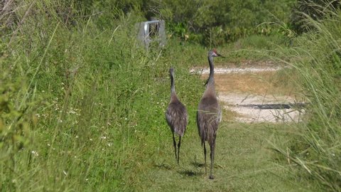  Sandhill crane family walking in Florida park