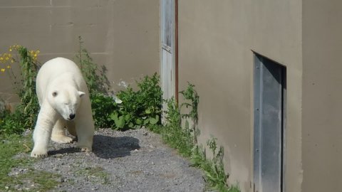 Quebec, Canada - 05-07-2015: A polar bear at the zoo