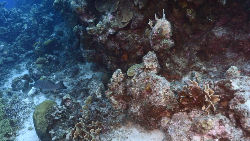 Seascape with Cubera Snapper, coral and sponge in coral reef of Caribbean Sea, Curacao
