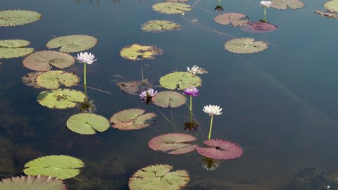 wide shot of waterlily leaves and flowers at marlgu billabong of parry lagoons nature reserve in the kimberley region of western australia