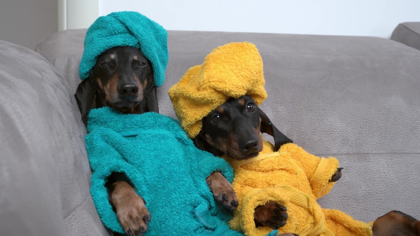 Two cute clean dachshund dogs in bathrobes and with towels wrapped around their heads after shower sit on sofa leaning against each other, they relax in spa weekend. Royalty-Free Stock Footage #1075850510