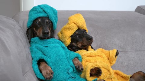 Two cute clean dachshund dogs in bathrobes and with towels wrapped around their heads after shower sit on sofa leaning against each other, they relax in spa weekend.