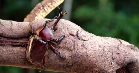 Video of a beetle on a branch.
Japanese Rhinoceros Beetle.