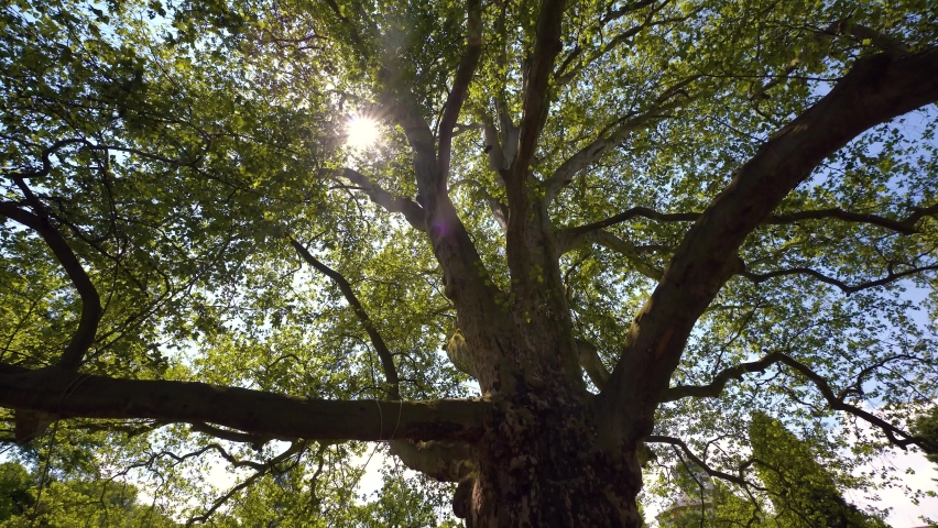 circling around big plane tree with hanging ropes and sun peeking through leaves Royalty-Free Stock Footage #1075853459
