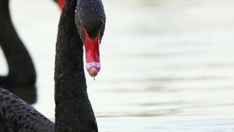 Black swan with red beak takes head out of the water, stares straight into the camera. 4K.