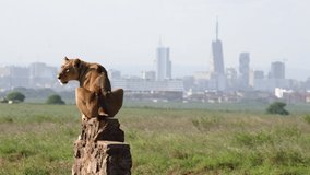 4k video of A Lion sitting on a rock in Nairobi National Park, Kenya. With Nairobi city in the background.
