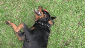 Cute dog Rottweiler with paws up, lying and relaxing on grass, with sunglasses. Top view.