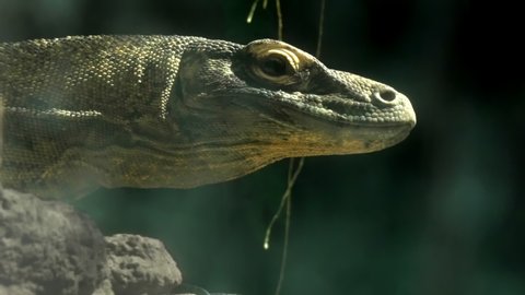 Close-up of a beautiful komodo outlined by sunlight from a green background. We watch the komodo dragon through the trees in full focus, the feeling of peeping at a reptile in the wild.