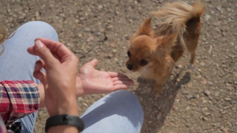 pet dog training obedience of young woman giving hand to chihuahua paw high five during outdoor leisure activity