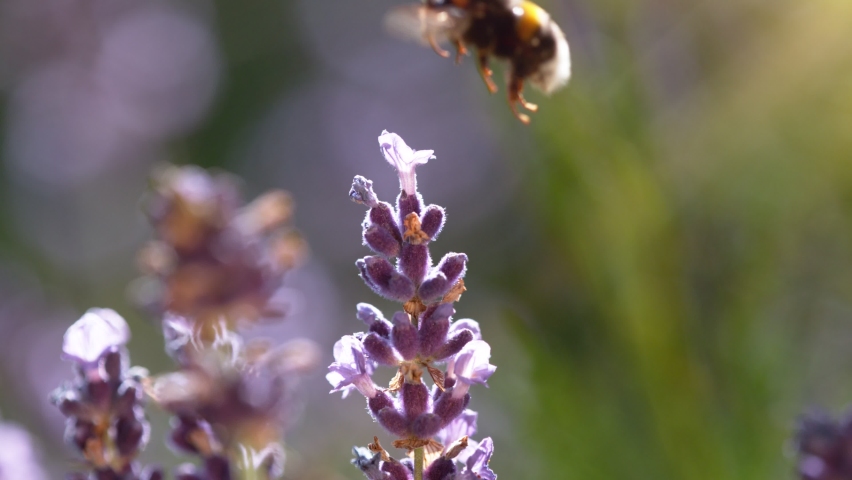 Flying bumble-bee gathering pollen from lavender blossoms. Filmed on high speed cinema camera, 1000fps. | Shutterstock HD Video #1075859780