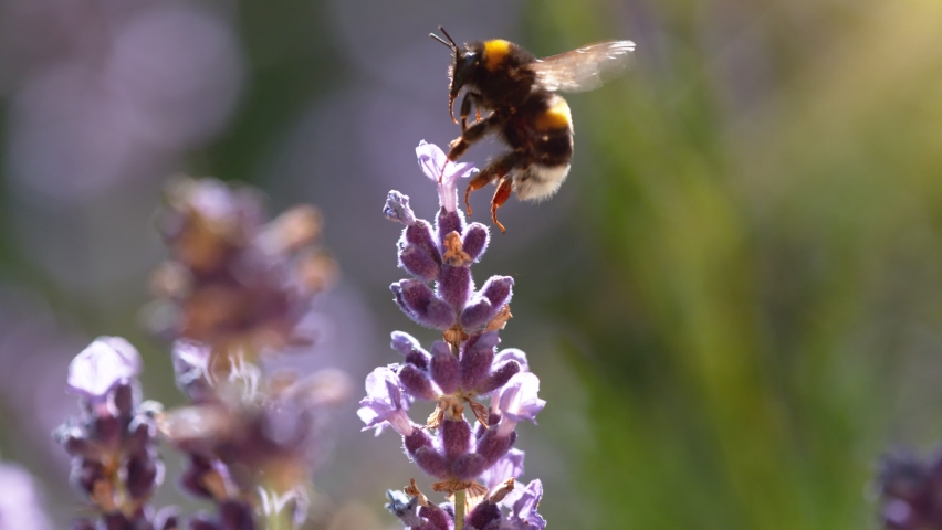 Flying bumble-bee gathering pollen from lavender blossoms. Filmed on high speed cinema camera, 1000fps. Royalty-Free Stock Footage #1075859780