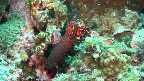 Smashing Mantis Shrimp (Odontodactylus scyllarus) standing on coral reef pan shot around animal