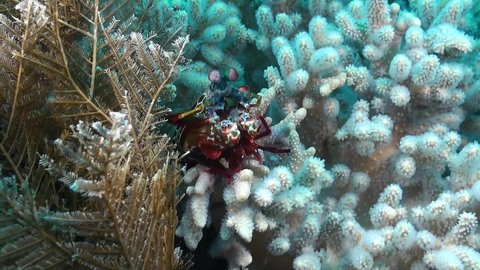 Smashing Mantis Shrimp (Odontodactylus scyllarus) sitting on white soft coral on coral reef