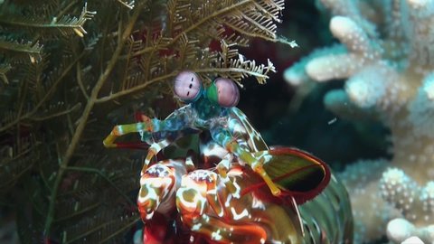 Smashing Mantis Shrimp (Odontodactylus scyllarus) close up facing camera on coral reef