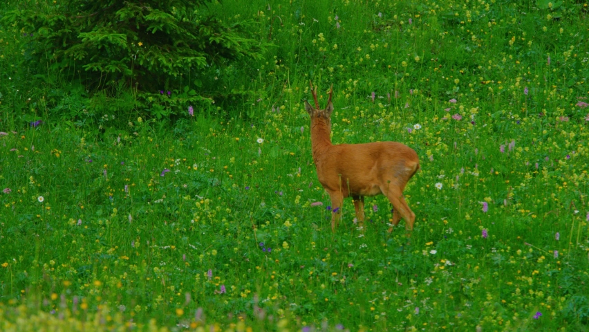 A young deer is walking through a field full of flowers