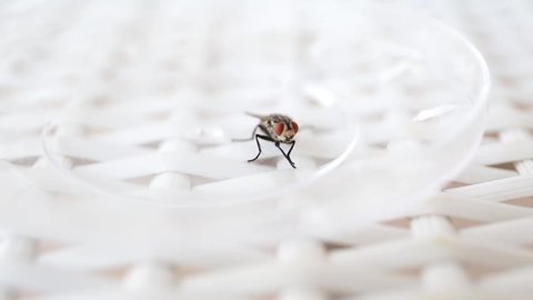 Common fly on a white chair, macro flies. A small common housefly insect macro video footage on a white chair.