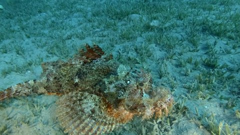 Camera moves around the Scorpionfish. Scorpion fish lie on sandy bottom covered with green seagrass. Bearded Scorpionfish (Scorpaenopsis barbata)
