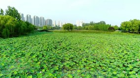 Aerial video of a beautiful lotus pond and high-rise buildings in the distance