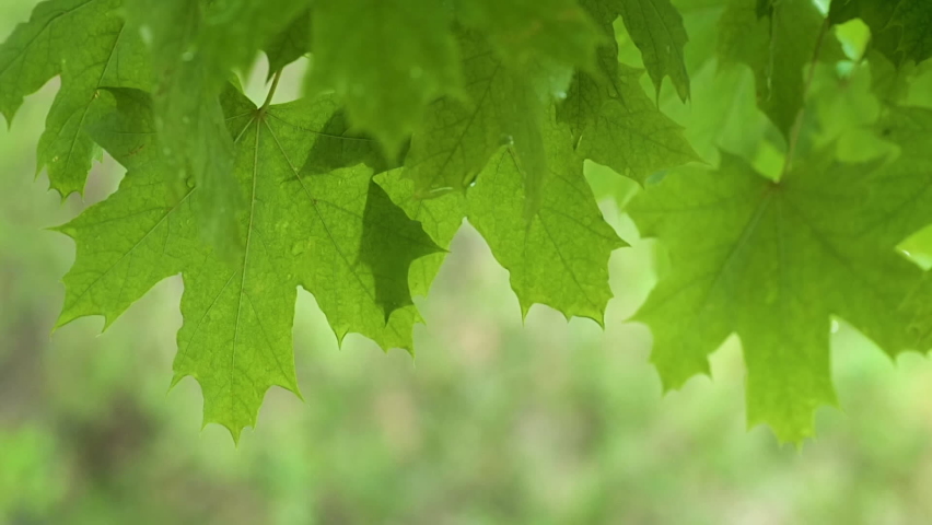 Fresh green maple leaves on the tree under the rain with blurred background