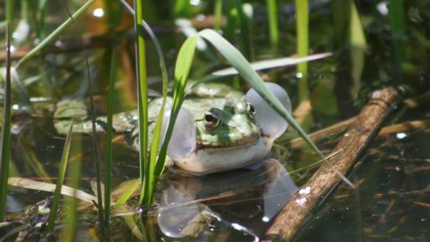 Common water frog in a pond with sound bubble. Rana esculenta is crackling.