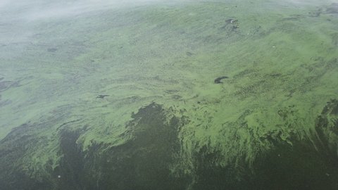 An aerial view of the river. Green algae on the surface of the water. blooming water as a consequence of the dam structure and environmental pollution