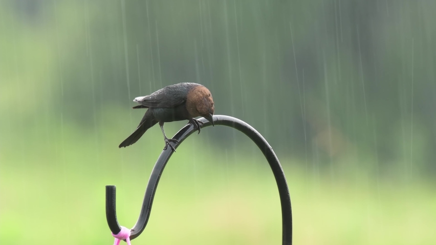 Brown-headed Cowbird on top of a shepherd