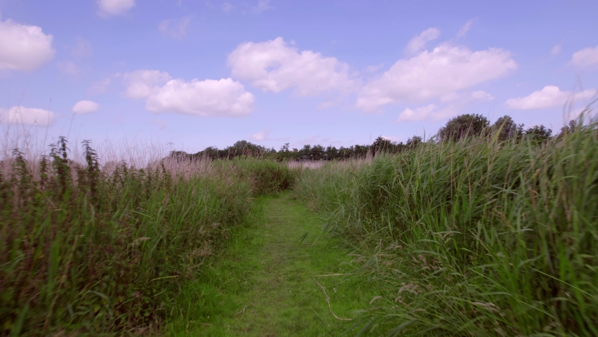 POV. Dutch countryside nature landscape hiking trail 4K. Walking on a swampy grass path through the tall green reeds, nettles, green grass with a blue sky and white clouds, West Friesland Netherlands
