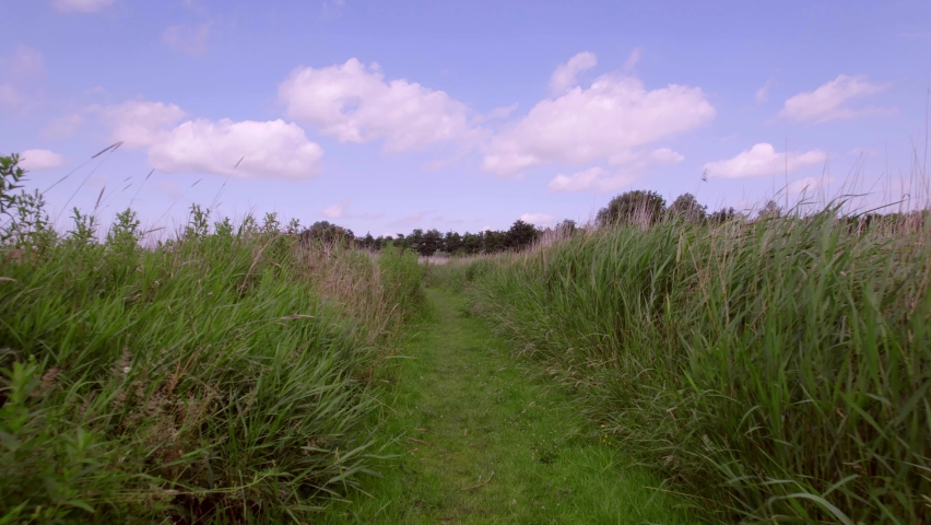 POV. Dutch countryside nature landscape hiking trail 4K. Walking on a swampy grass path through the tall green reeds, nettles, green grass with a blue sky and white clouds, West Friesland Netherlands