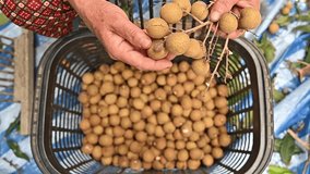 Footage video of farmer choosing Longan fruit after harvesting. longan is a tropical fruit native to Southeast Asia that's a member of the soapberry family.
