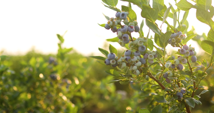 Blueberry bush on sunset, organic ripe with succulent berries, just ready to pick, Blueberries plant growing in a garden field, . Blue berry hanging on a branch, Bio, organic healthy food Royalty-Free Stock Footage #1075890383