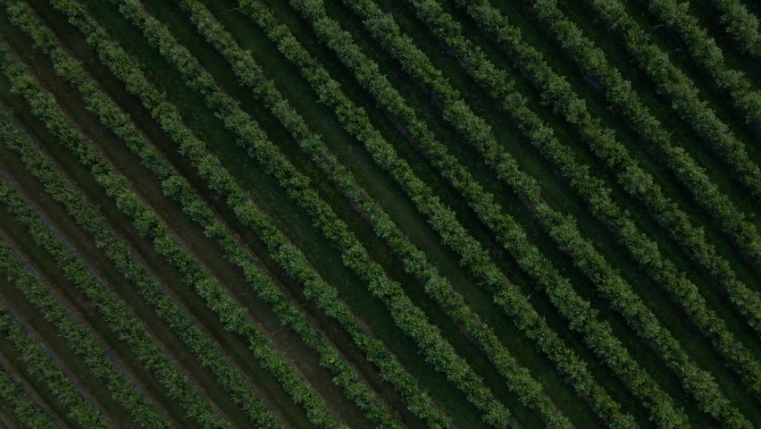 Aerial drone view Blueberry bush field, organic ripe. Blue berry hanging on a branch, Bio, healthy food, top view, Farm with berries Royalty-Free Stock Footage #1075891538