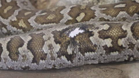 Indian rock python (Python molurus) closeup video clip 4k