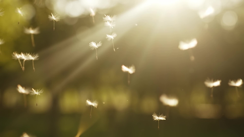 Flying dandelion seeds at the sunset | Shutterstock HD Video #1075893380