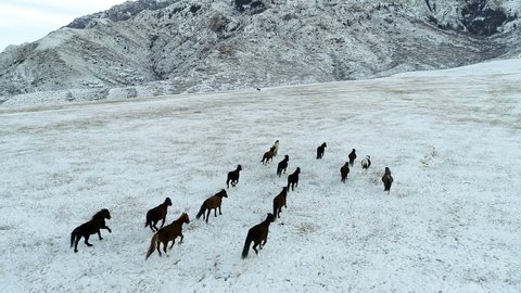 Aerial view of herd of wild horses running close to snowy mountains in slow motion