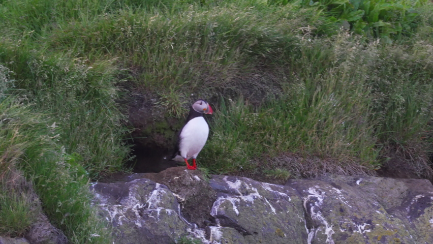 Medium shot of wild puffin standing on rock and flying away. Fratercula Arctica species.