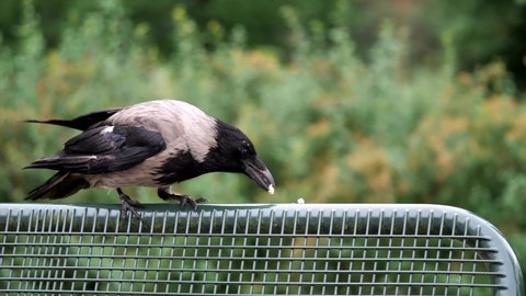 a hooded crow, corvus corone, c. cornix, is flying on a park bench, taking peaces of bread, whole bird and portrait, several scenes, 50fps