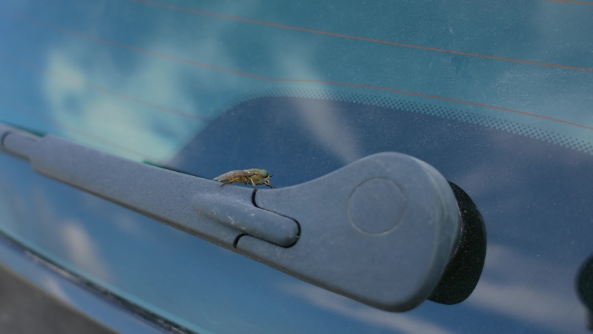 Close-up view 4k stock video footage of huge fly (horsefly, gadlfy, cleg, tabanidae, diptera, tabanus bovinus) sitting on rear windshield of car parked in meadow outside