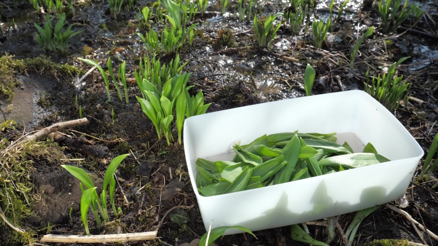Harvesting green leafs of bear garlic herb with stainless scissors