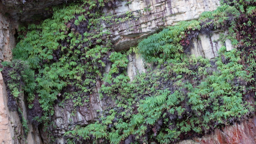 close view of ferns on a cliff at nitmiluk gorge, also known as katherine gorge at nitmiluk national park in the northern territory Royalty-Free Stock Footage #1075914209