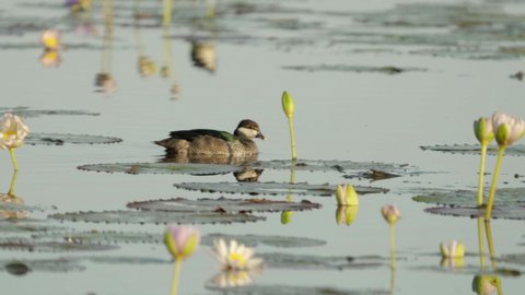 a tracking shot of a green pygmy goose at marlgu billabong of parry lagoons nature reserve in the kimberley region of western australia