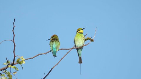 two rainbow bee-eaters on a perch at marlgu billabong of parry lagoons nature reserve in the kimberley region of western australia